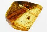 Detailed Fossil Spider (Araneae) In Baltic Amber #381482-1